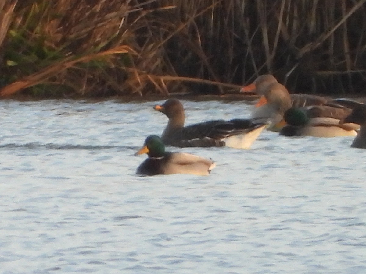 husa tundrová - ML646522014