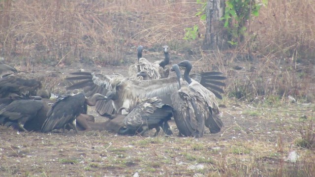 Сип індокитайський - ML646522015