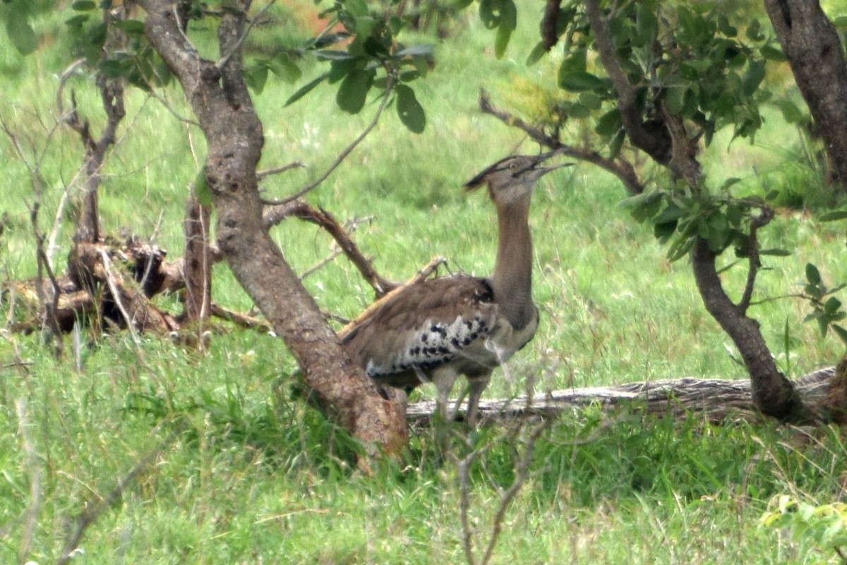 アフリカオオノガン - ML646522016