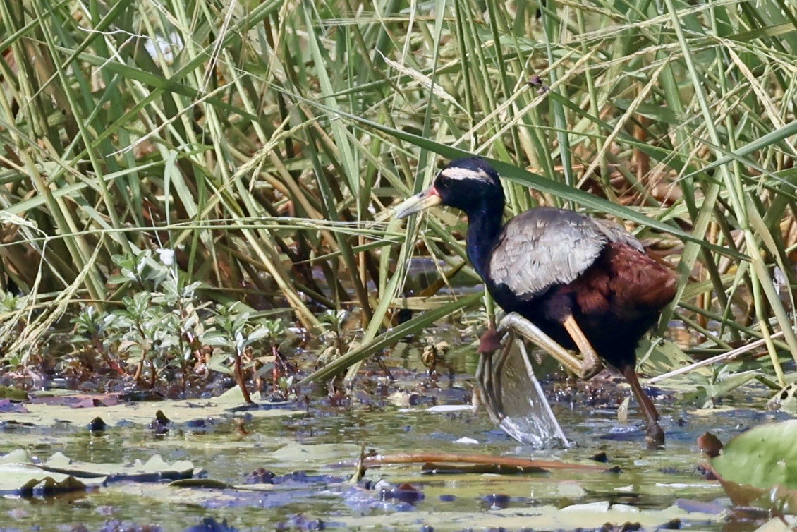 Bronze-winged Jacana - ML646522018