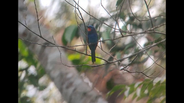 Бджолоїдка кобальтогруда - ML646522019