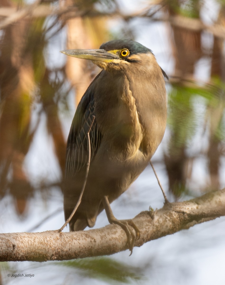 Yeşil Sırtlı Balıkçıl - ML646522027