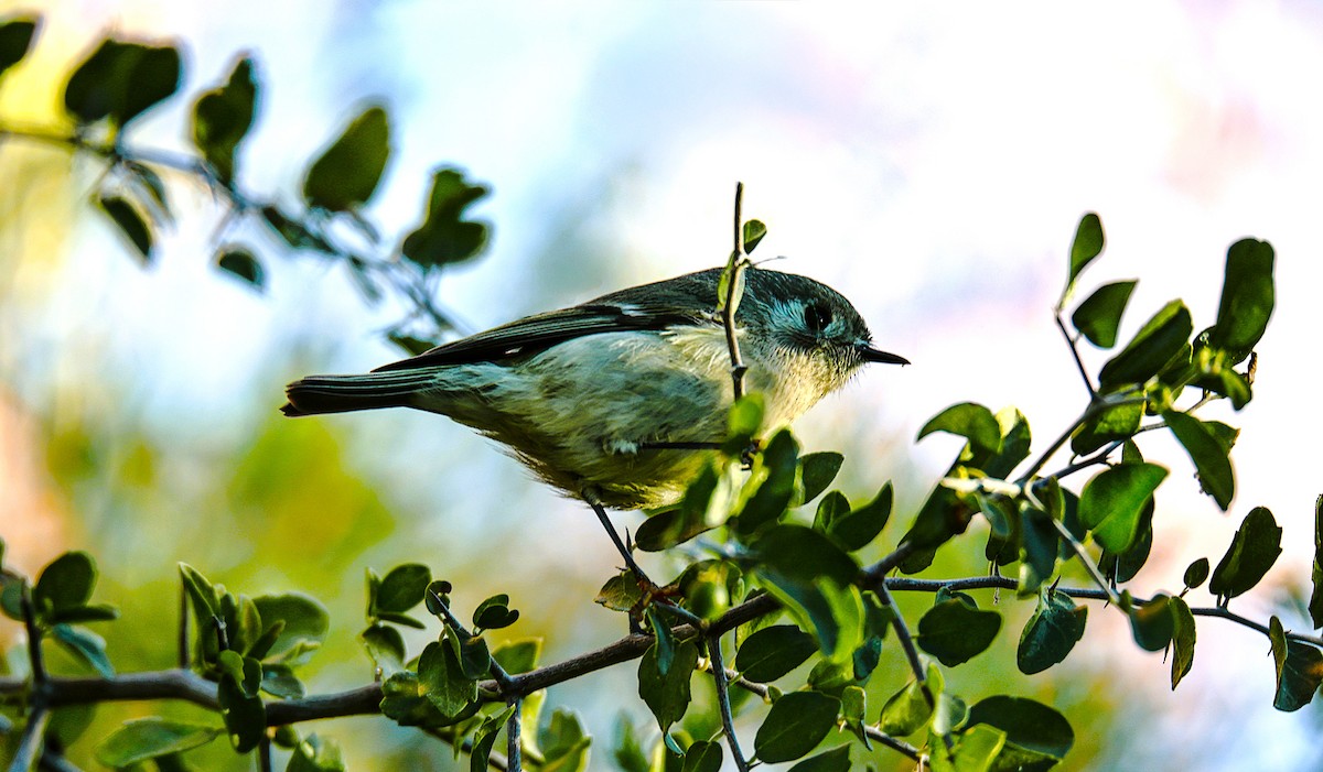 Ruby-crowned Kinglet - ML646522034