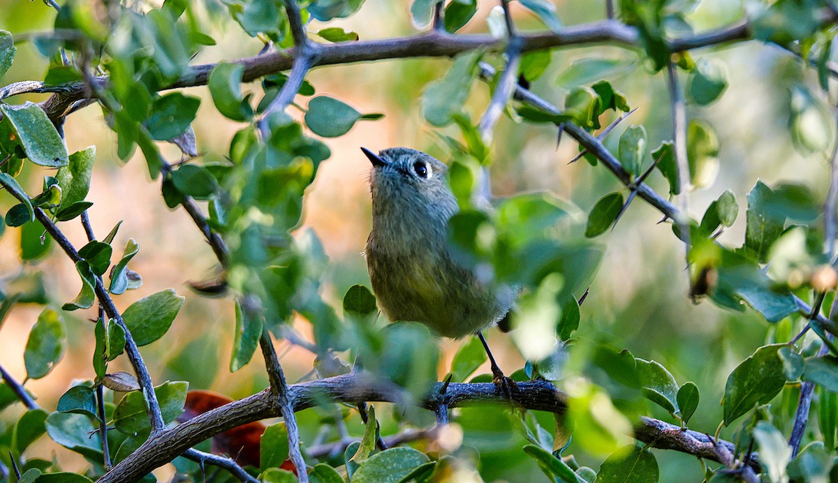 Ruby-crowned Kinglet - ML646522035