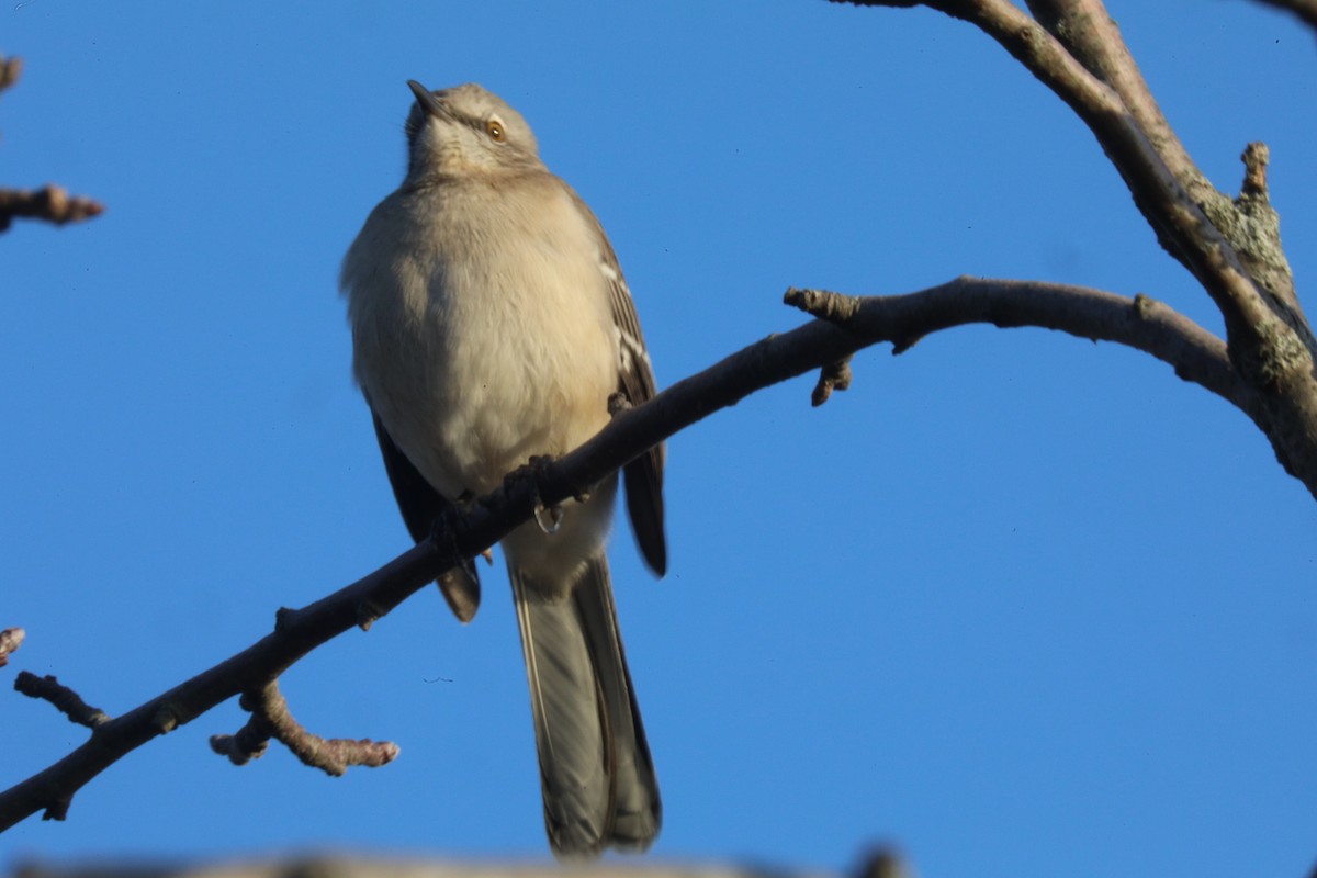 Northern Mockingbird - ML646522036