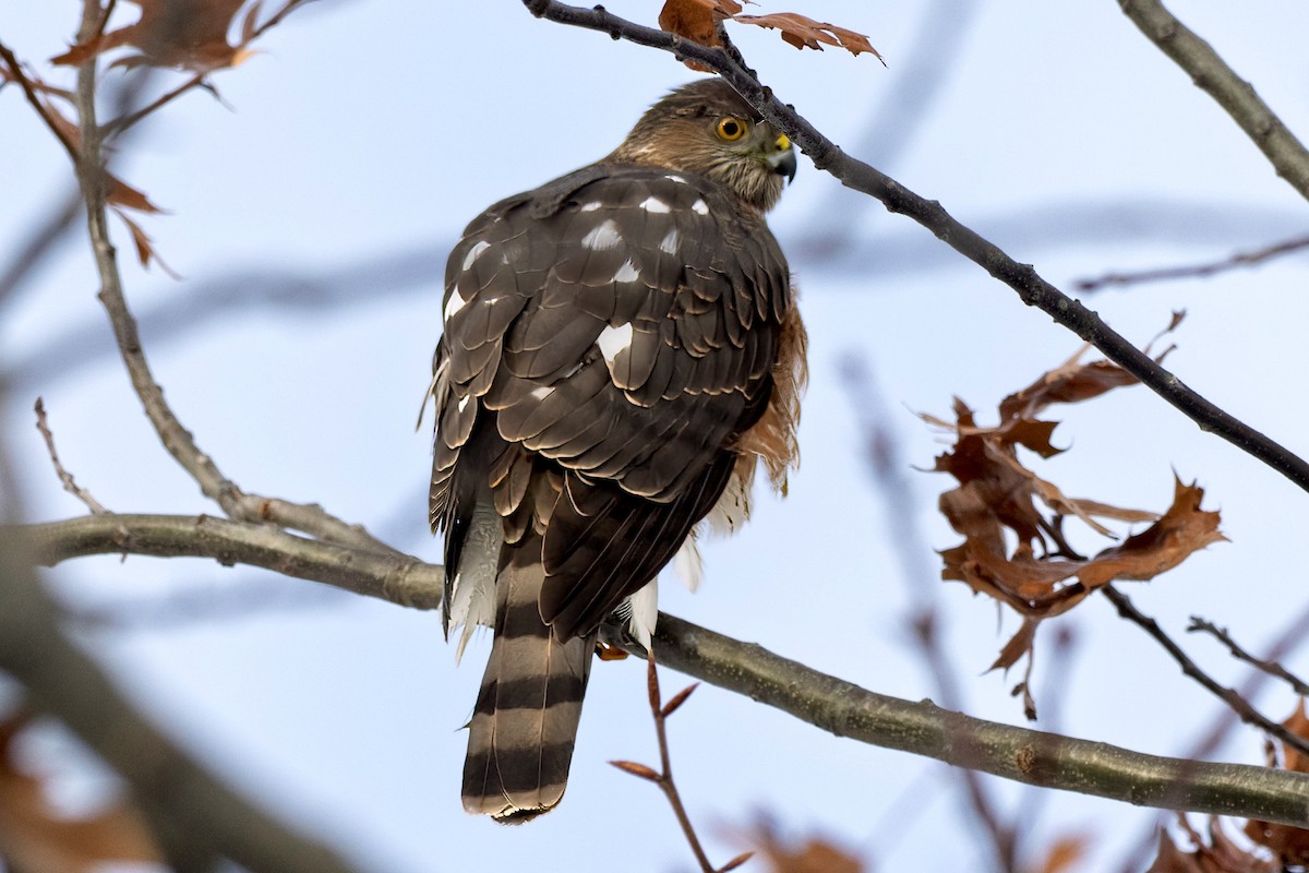 Sharp-shinned Hawk - ML646522038