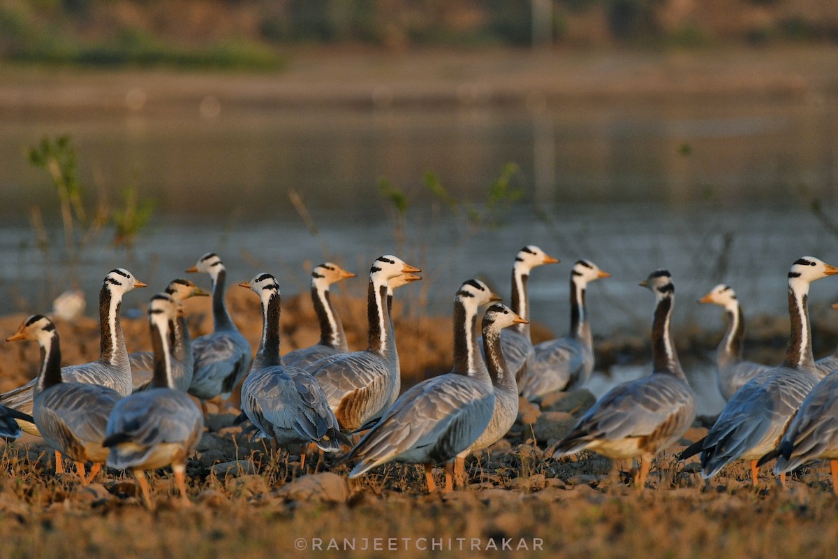 Bar-headed Goose - ML646522039
