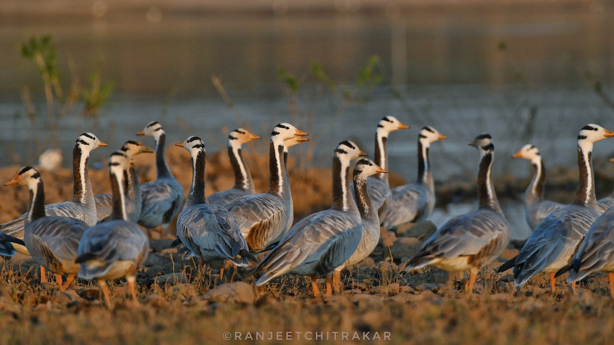 Bar-headed Goose - ML646522040