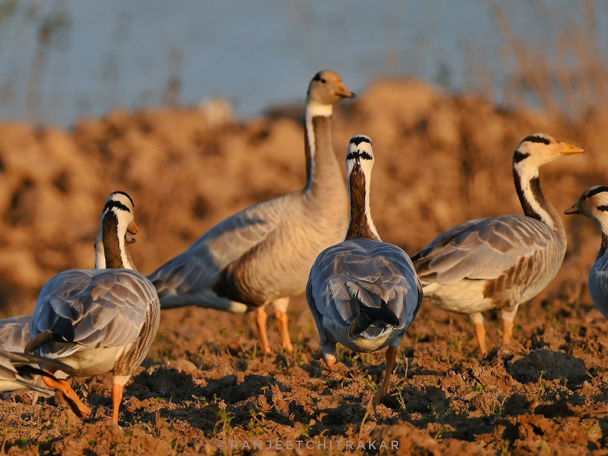 Bar-headed Goose - ML646522041