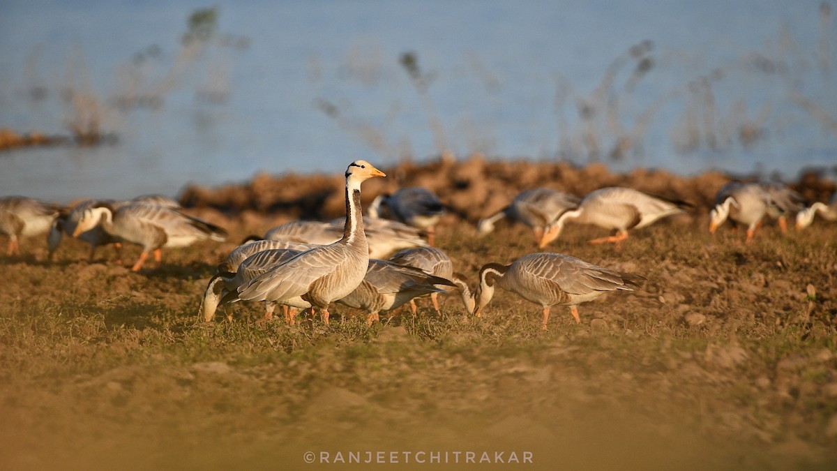 Bar-headed Goose - ML646522042