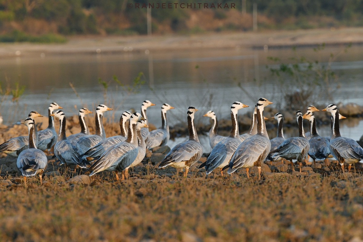 Bar-headed Goose - ML646522043