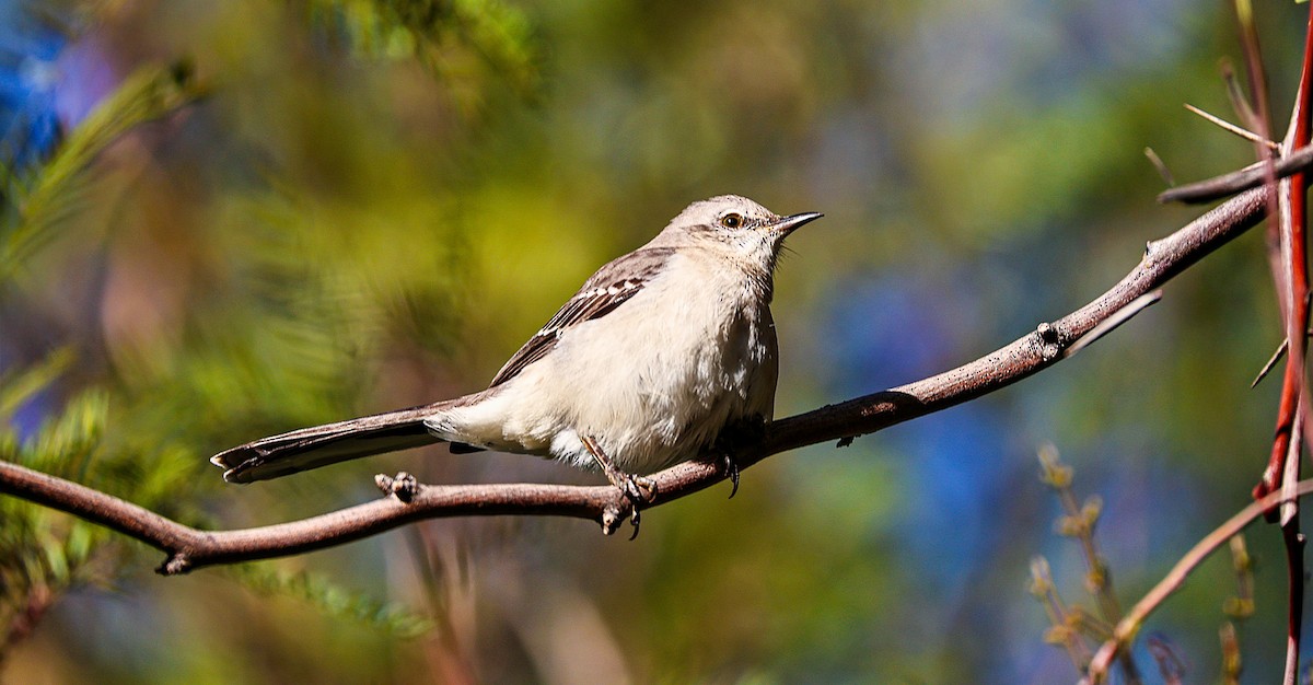 Northern Mockingbird - ML646522044