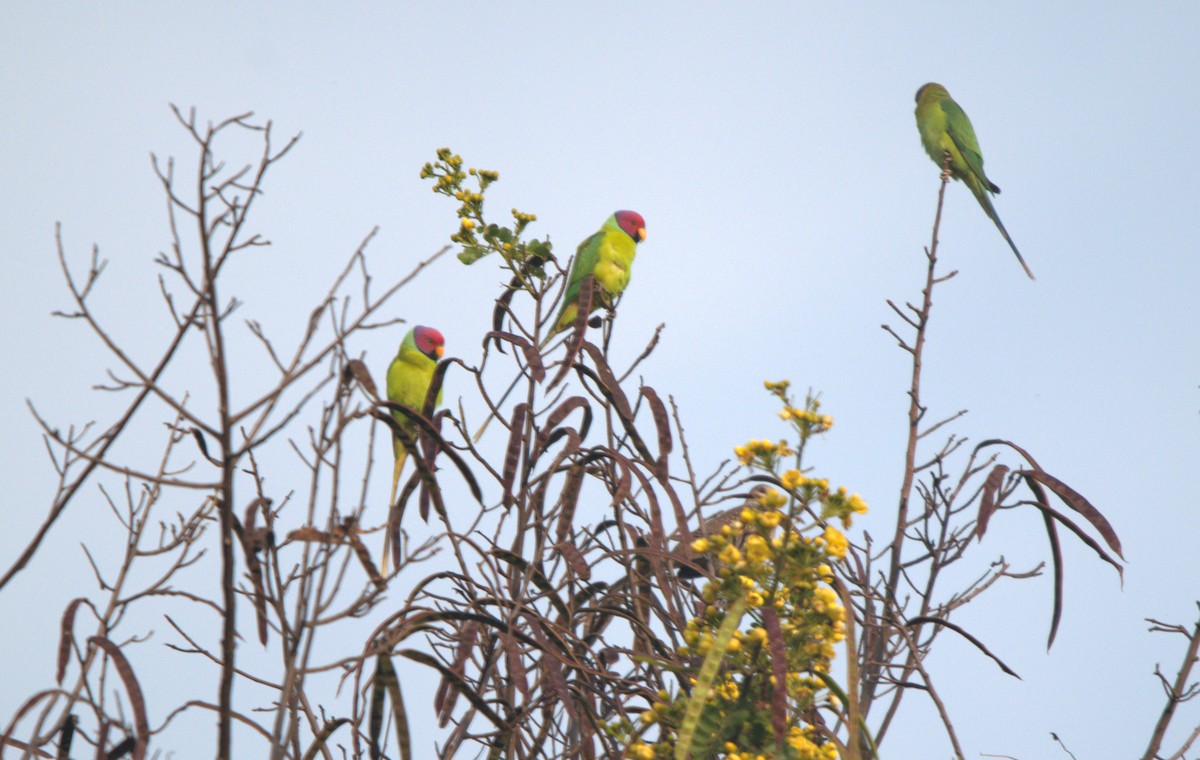 plommehodeparakitt - ML646522046