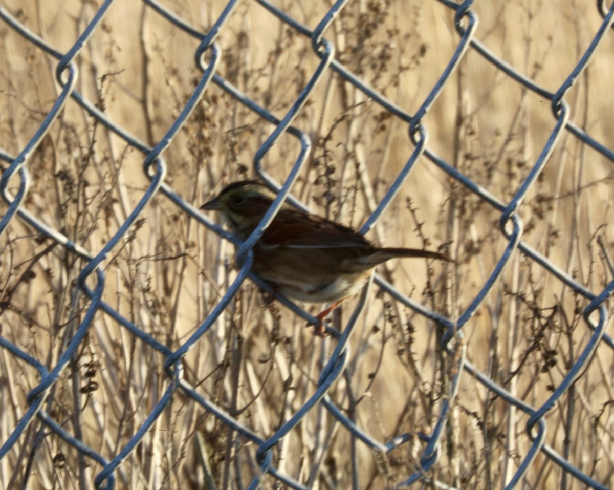 Swamp Sparrow - ML646522048