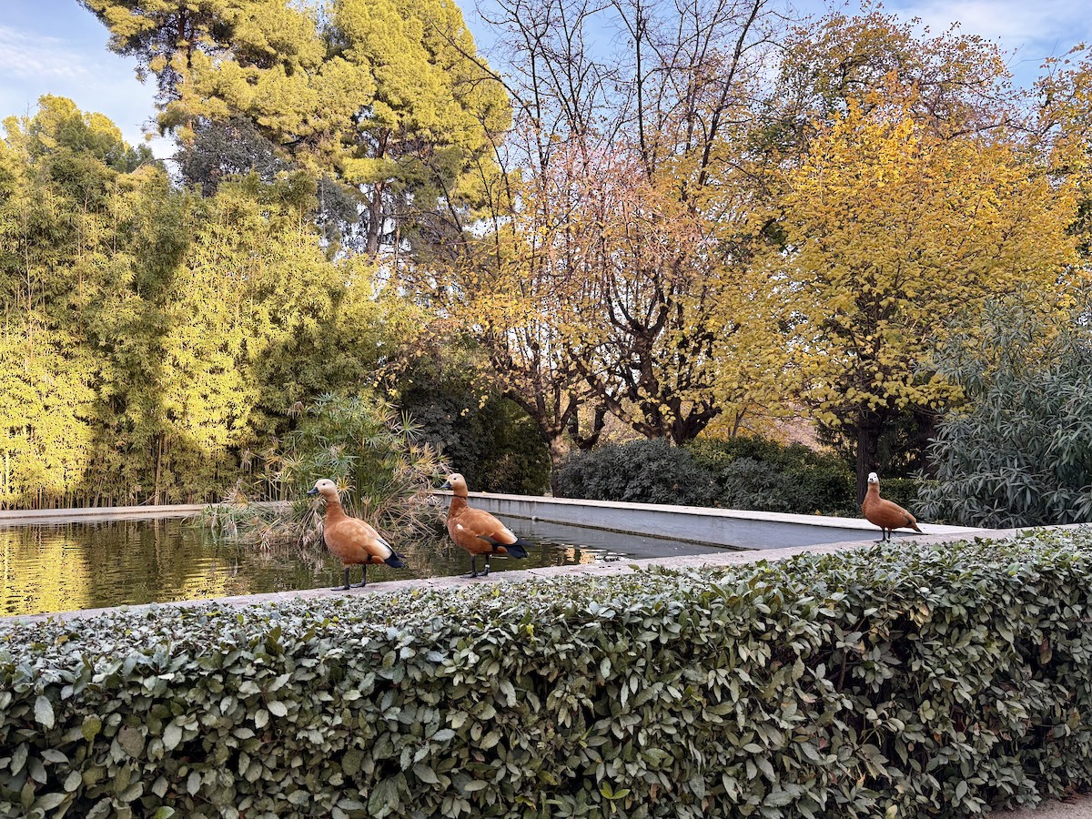 Ruddy Shelduck - ML646522049