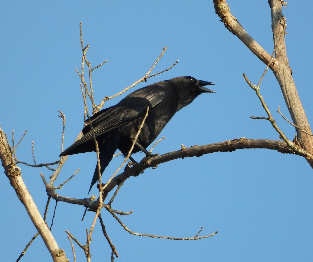 American Crow - ML646522052