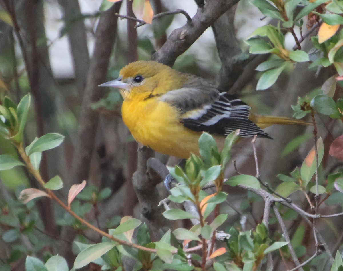 Baltimore Oriole - ML646522053