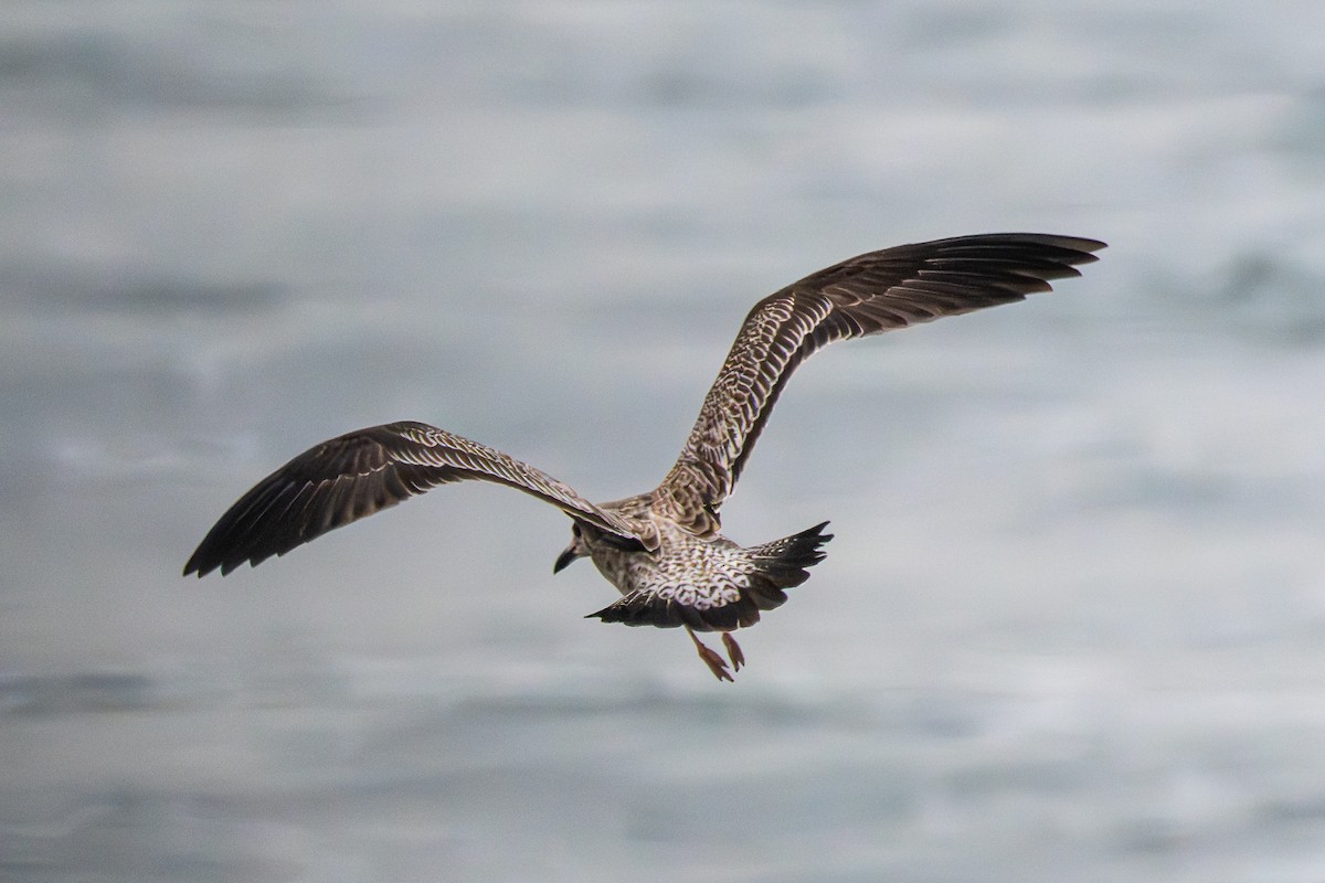 Lesser Black-backed Gull - ML646522054