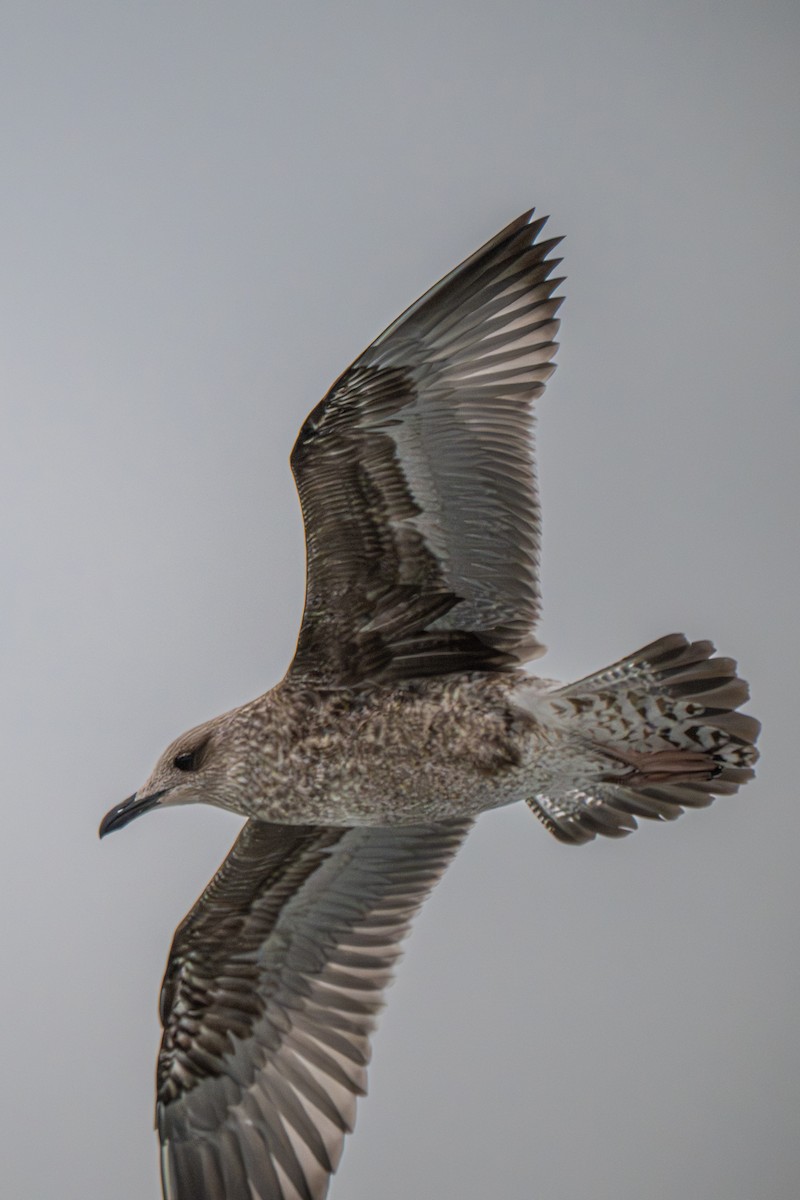 Lesser Black-backed Gull - ML646522056