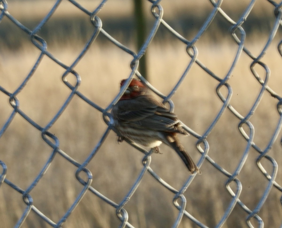 House Finch - ML646522057