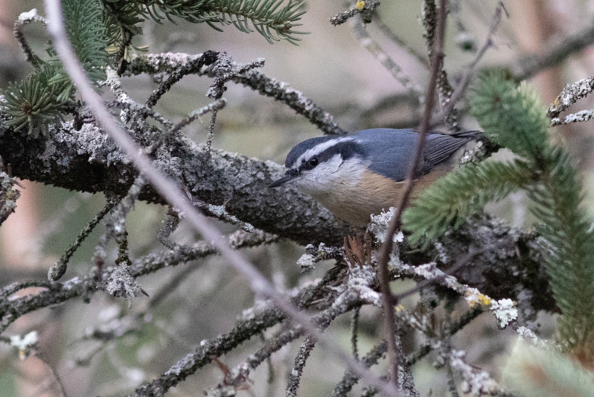 Red-breasted Nuthatch - ML646522058