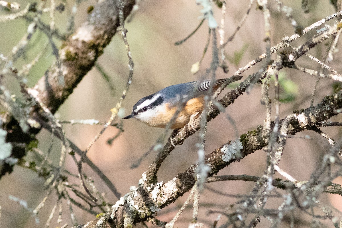 Red-breasted Nuthatch - ML646522059