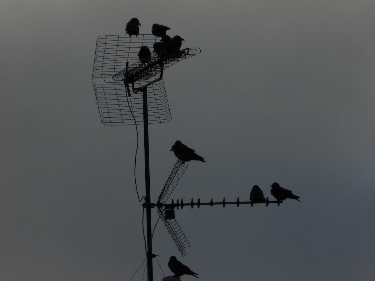 Eurasian Jackdaw - ML646522061