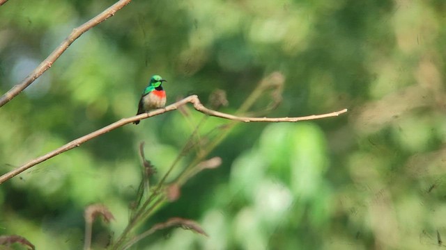 Маріка смарагдова - ML646522062