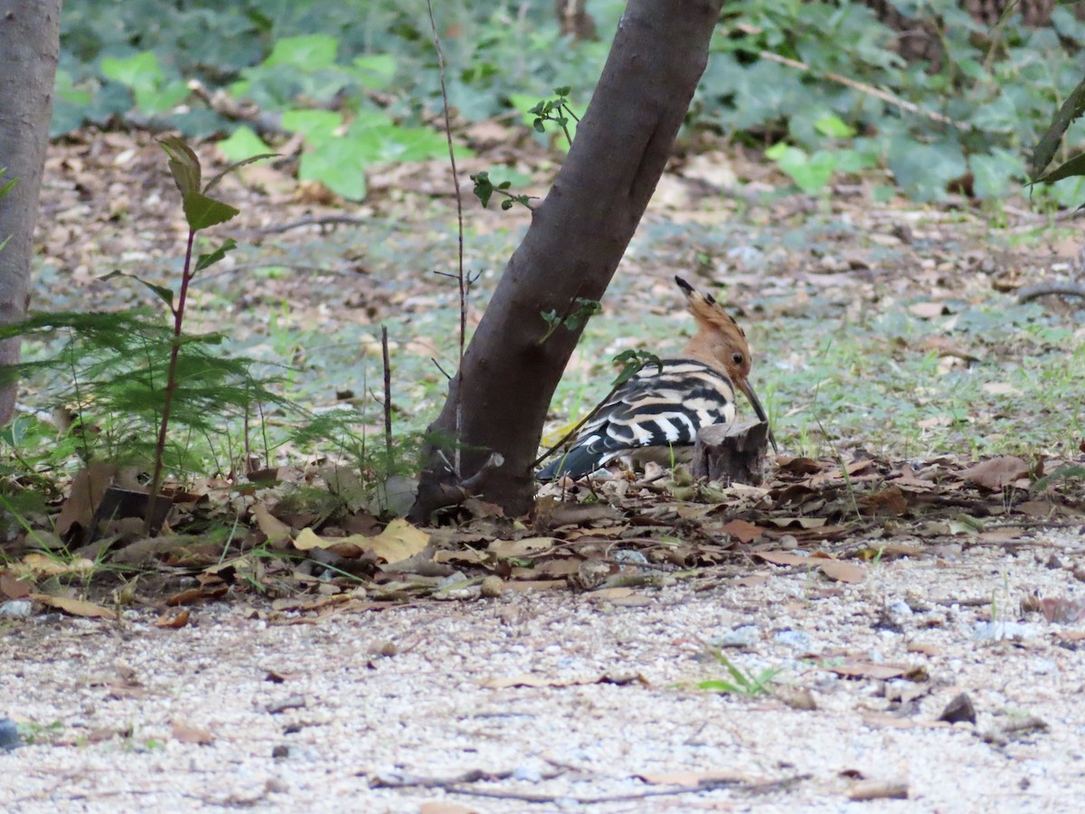 Common Hoopoe - ML646522063