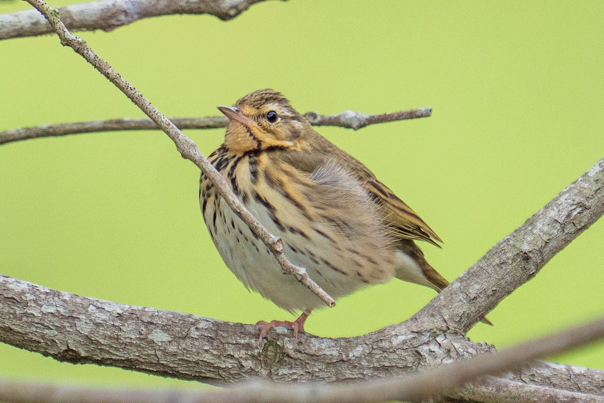 Olive-backed Pipit - ML646522064