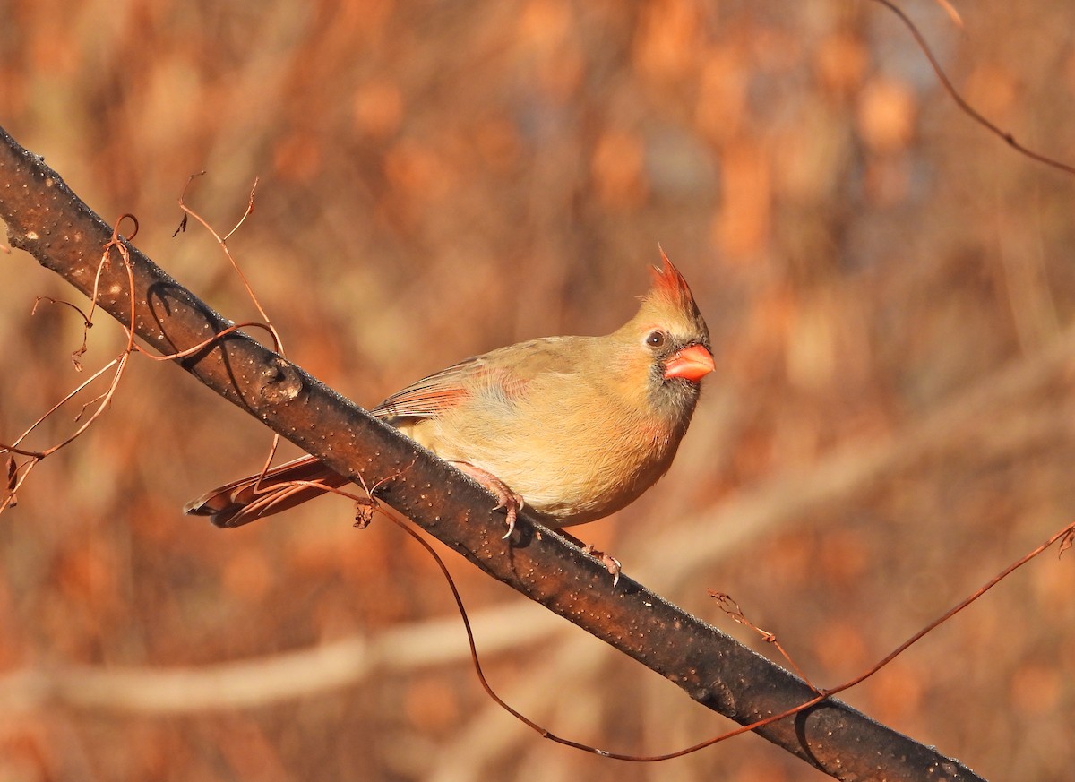 Northern Cardinal - ML646522065