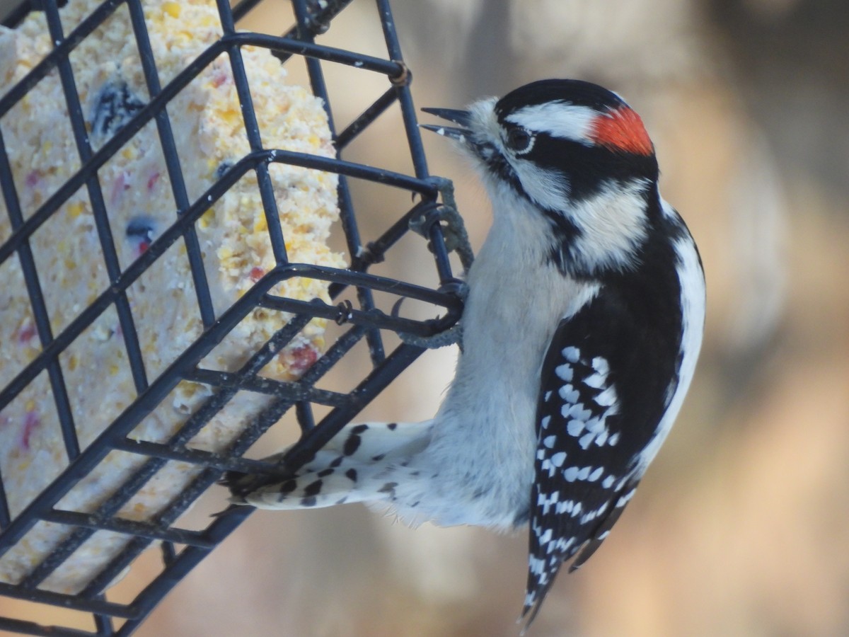 Dunenspecht - ML646522068