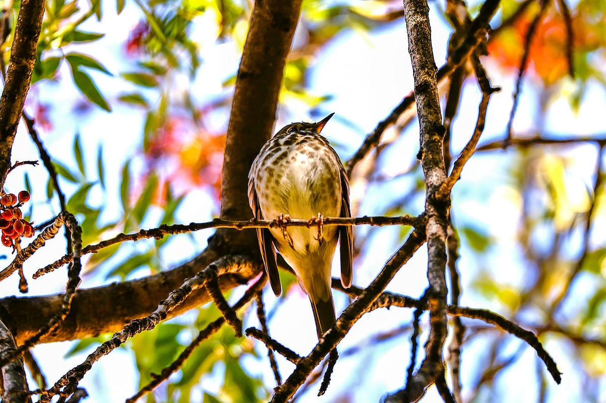 Grive solitaire - ML646522069