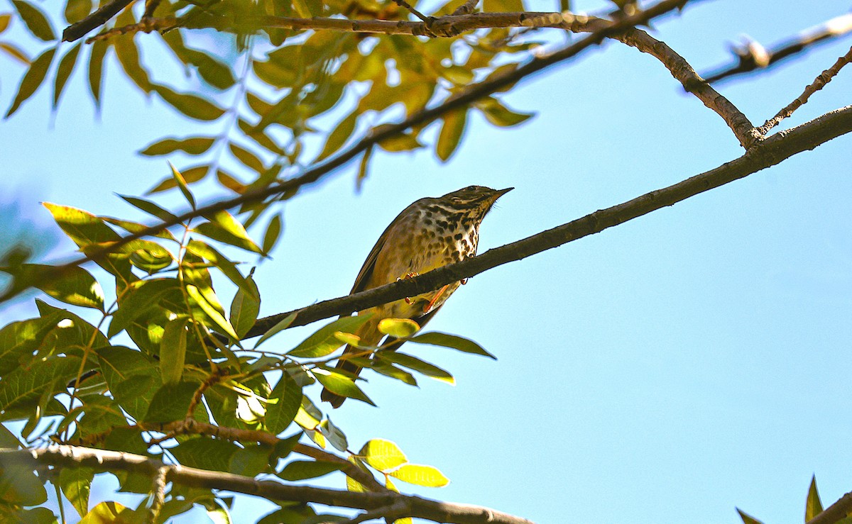 Grive solitaire - ML646522070