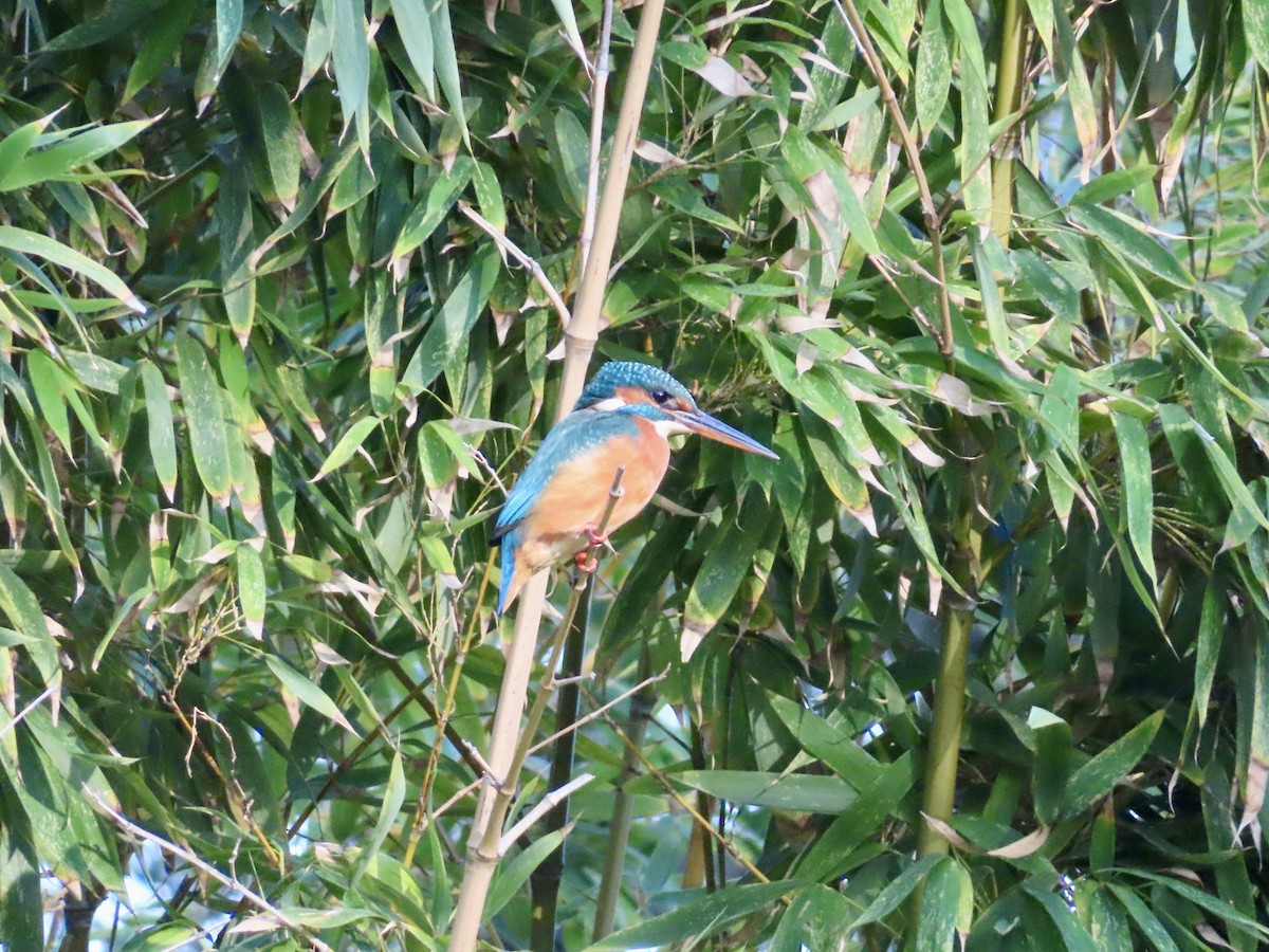 Common Kingfisher - ML646522072