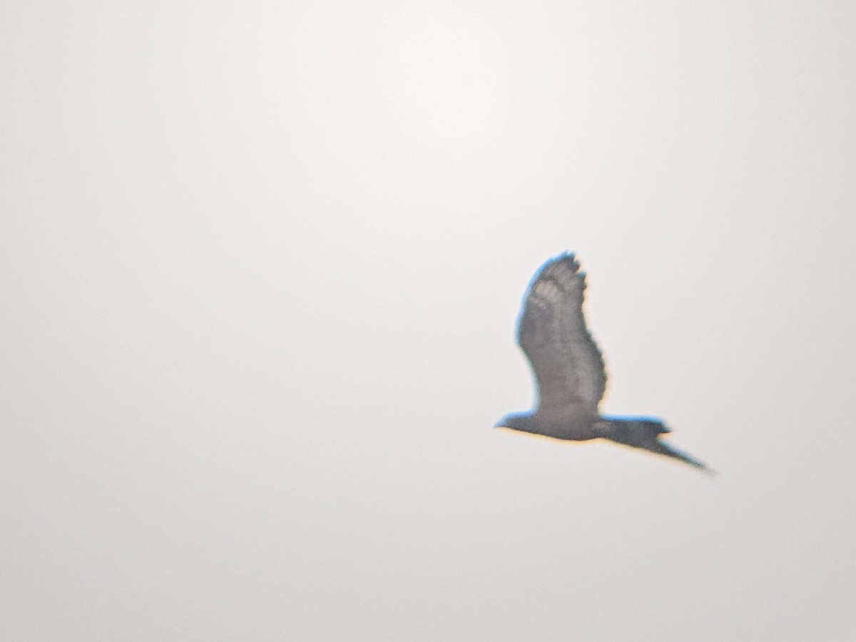 東方蜂鷹 - ML646522073