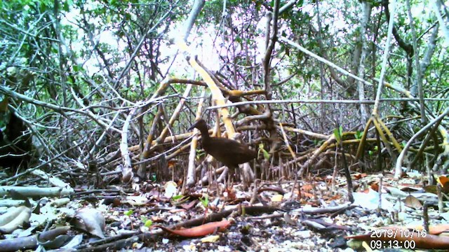 Пастушок прибережний - ML646522076