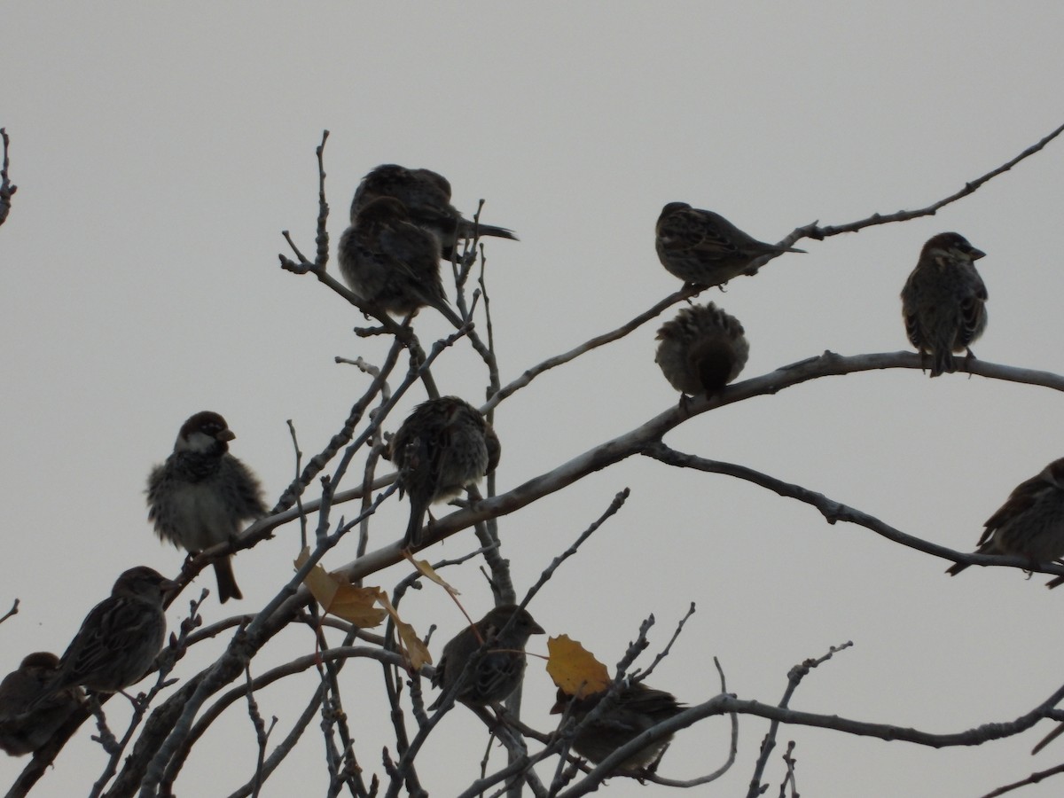 Spanish Sparrow - ML646522077