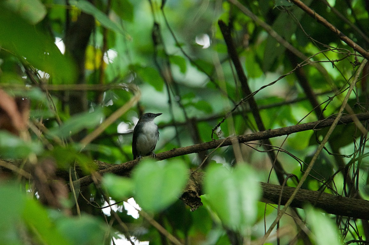 Alete Diademado - ML646522078