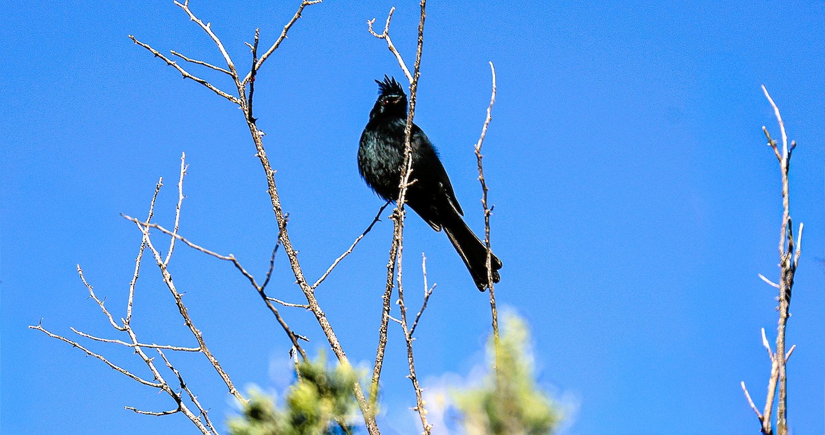 Phainopepla - ML646522079