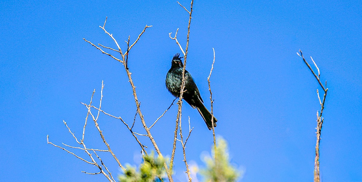 Phainopepla - ML646522080