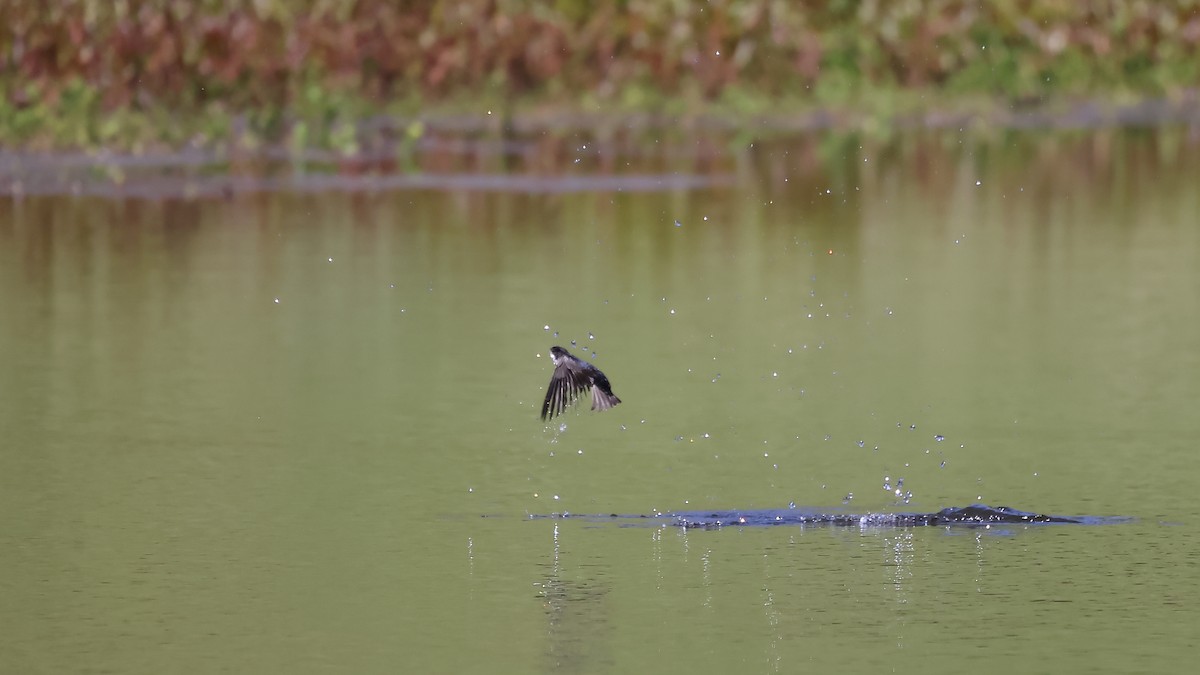 Blue-and-white Swallow - ML646522081