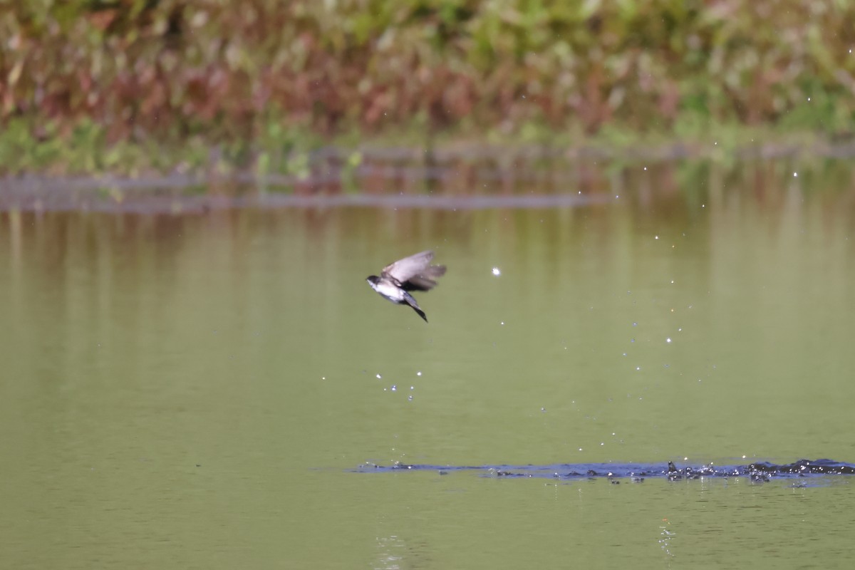 Blue-and-white Swallow - ML646522082