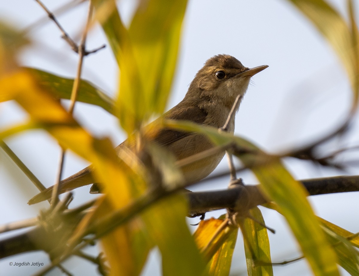Kuzey Kamışçını - ML646522083