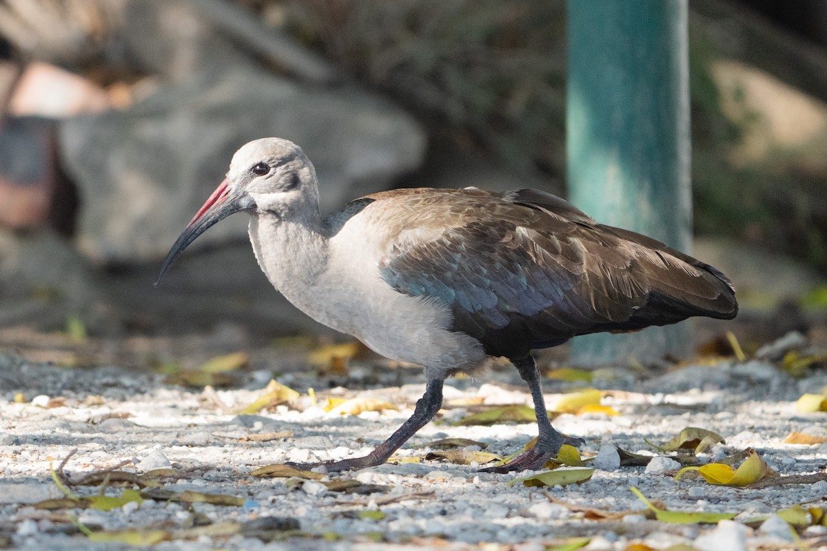 Hadada Aynağı - ML646522084