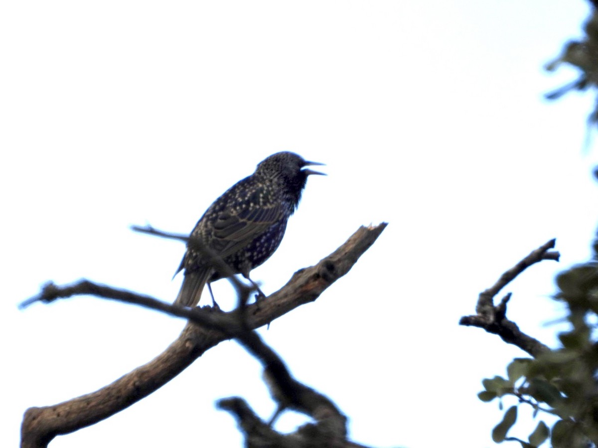 European Starling - ML646522086