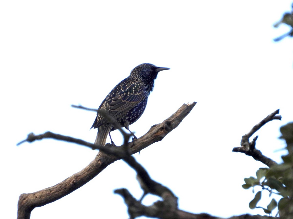 European Starling - ML646522087