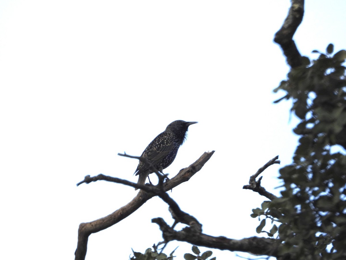 European Starling - ML646522088
