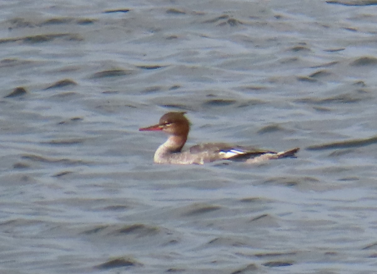 Крех середній - ML646522091