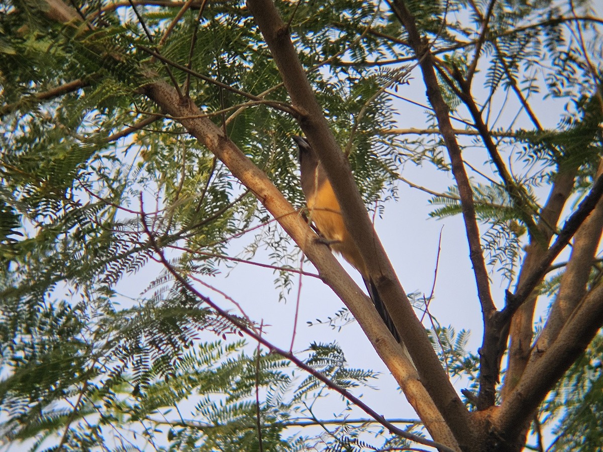 Rufous Treepie - ML646522092